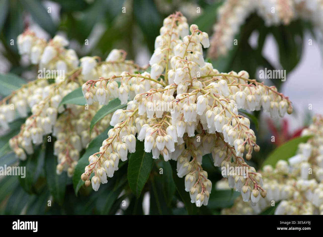 Pieris japonica, andromeda giapponese, arbusto fiorito, primavera, marzo. Foto Stock