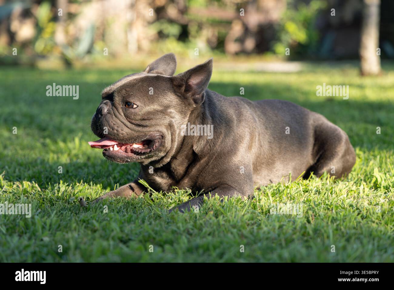 Ritratto di un bulldog francese blu che riposa sull’erba verde sotto una calda luce naturale, vista laterale bassa che evidenzia il mantello blu liscio, il corpo muscoloso compatto e la bocca aperta. Foto Stock
