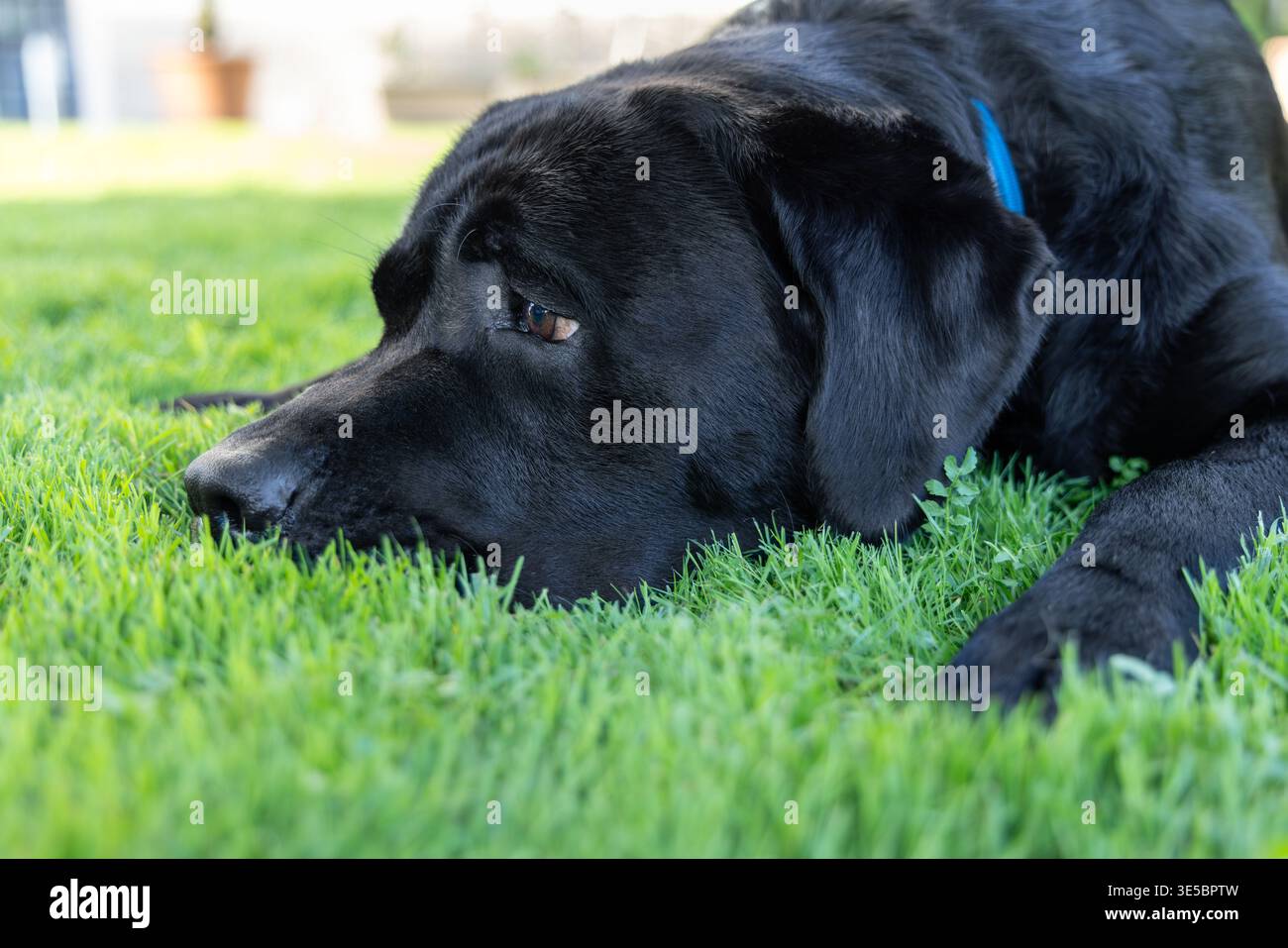 Labrador retriever nero che riposa con il muso sull'erba verde, vista ravvicinata di un cane di razza pura con pelo lucido, collare blu ed espressione degli occhi pensierosa. Foto Stock