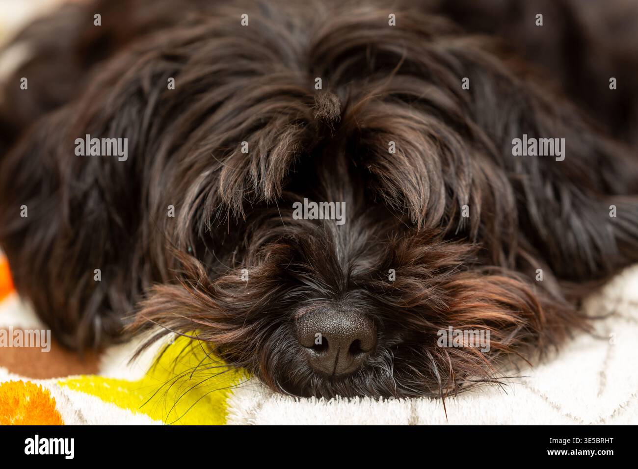 Un primo piano di un simpatico cane Yorkipoo con un cappotto squallido steso su un divano che guarda alla macchina fotografica. Foto Stock