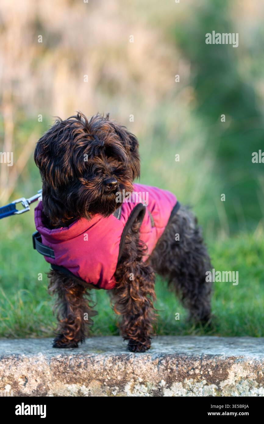 Un simpatico cane Yorkipoo in piedi fuori con un cappotto. Foto Stock