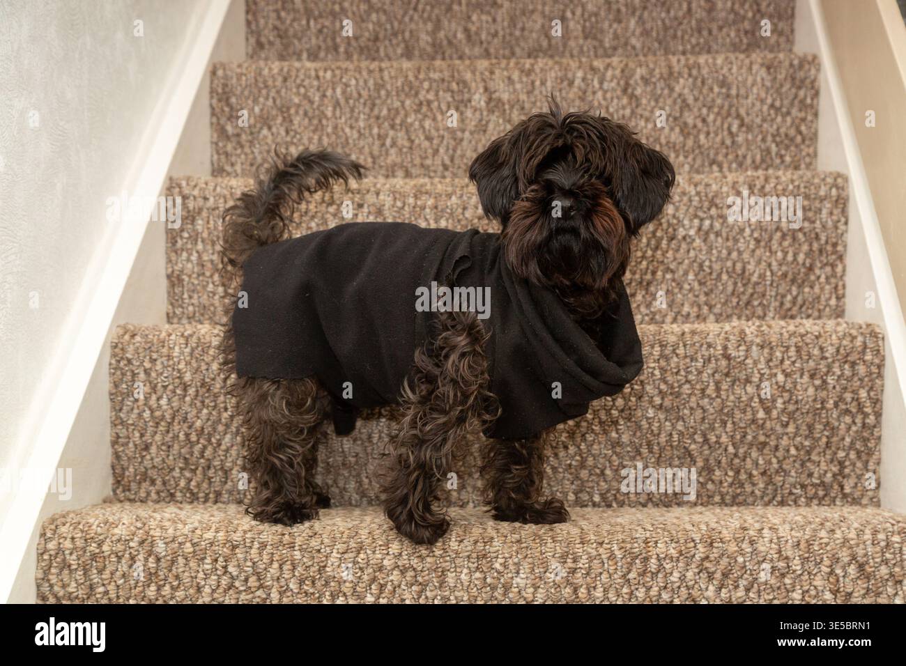 Un cane Yorkipoo in piedi sulle scale di una casa. Foto Stock