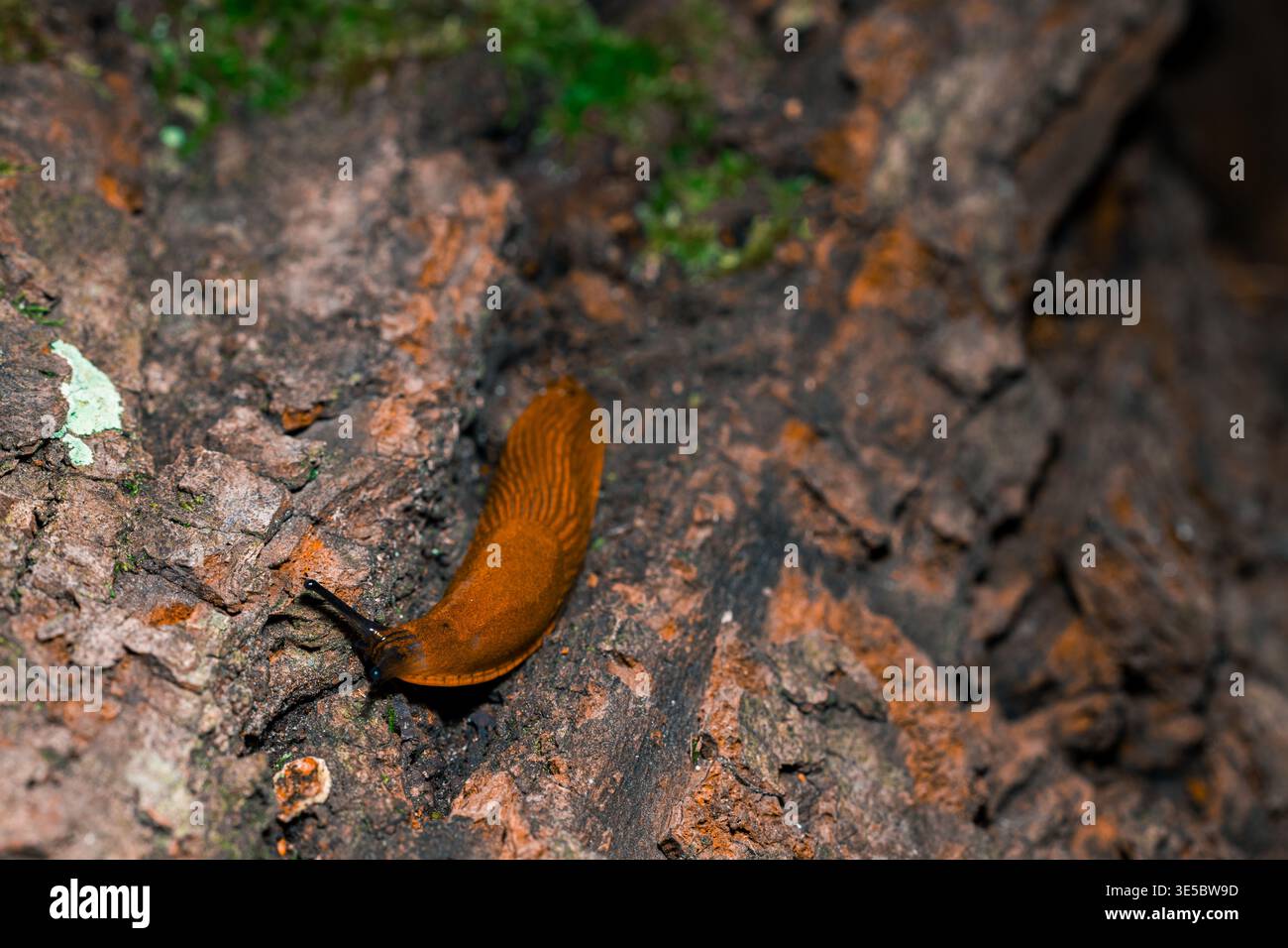 Primo piano di una lumaca bruna che scorre lentamente sulla corteccia degli alberi Foto Stock