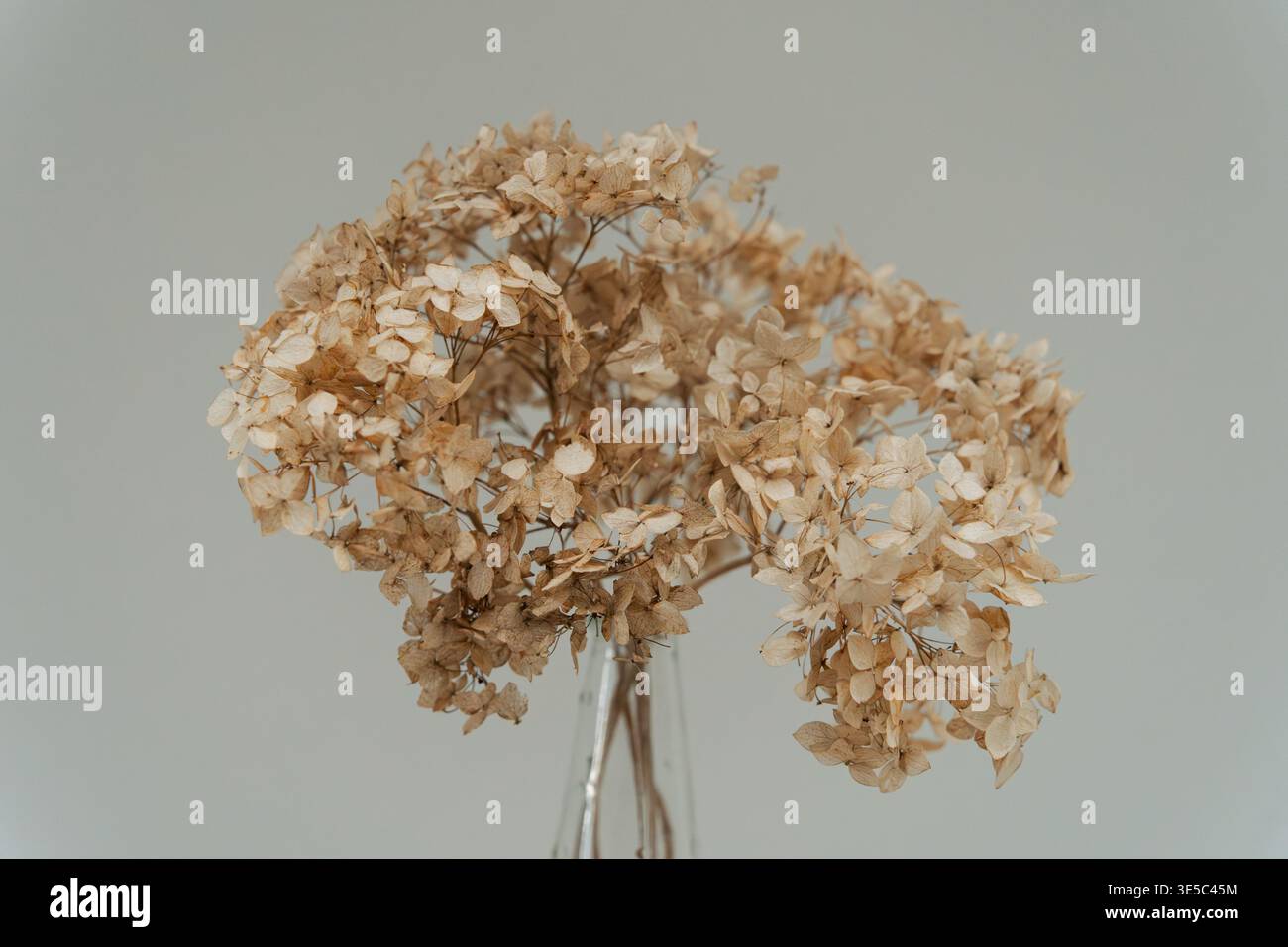 Bouquet di ortensie essiccate in vaso di vetro su sfondo neutro, natura morta floreale minimalista Foto Stock