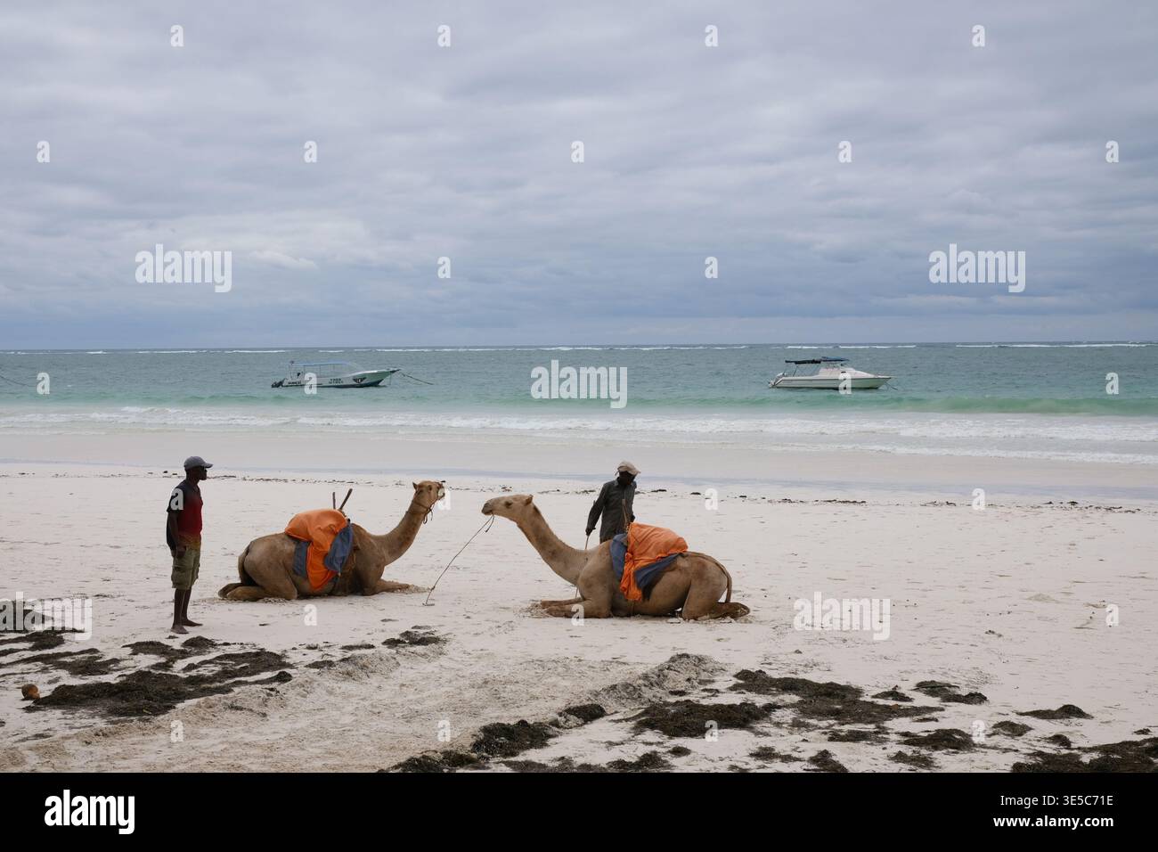 Cammelli appoggiati su una spiaggia di sabbia bianca in Kenya con guide locali, che offrono escursioni costiere uniche lungo l'Oceano Indiano in una popolare destinazione turistica Foto Stock
