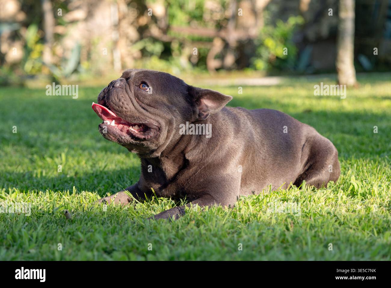 Bouledogue francese blu di razza sdraiato sul prato sotto una luce naturale calda, l'angolo laterale evidenzia il petto ampio, la testa arrotondata, gli occhi espressivi e la posa rilassata. Foto Stock