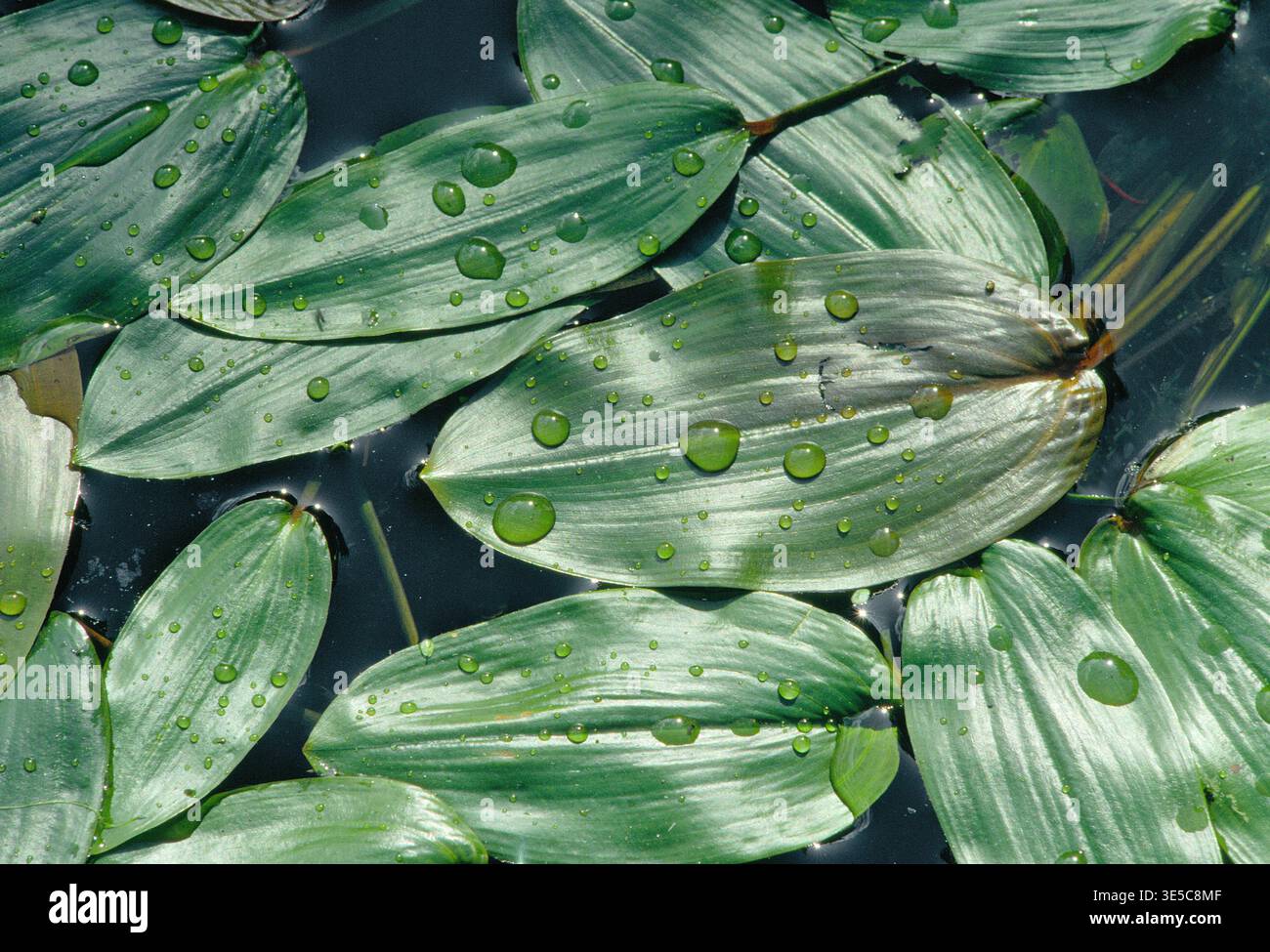Pondweed (Potamogeton natans) a foglia larga primo piano di massa di foglie galleggianti di piante sulla superficie di una cava di calcare inondata, Northumberland. Foto Stock