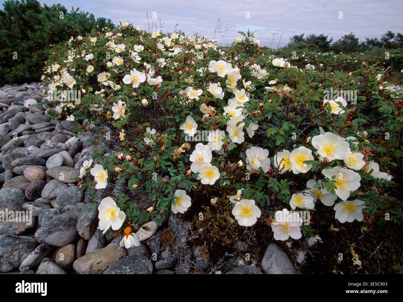 Burnet Rose (Rosa pimpinellifolia) primo piano di fiori su arbusti che crescono su Raised Shingle Beach, Spey Bay, Morayshire, Scozia, giugno Foto Stock