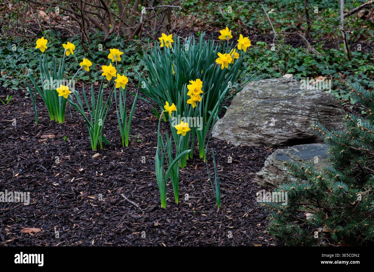 Un gruppo di Kink Alfred Daffodils in un ambiente naturale Foto Stock