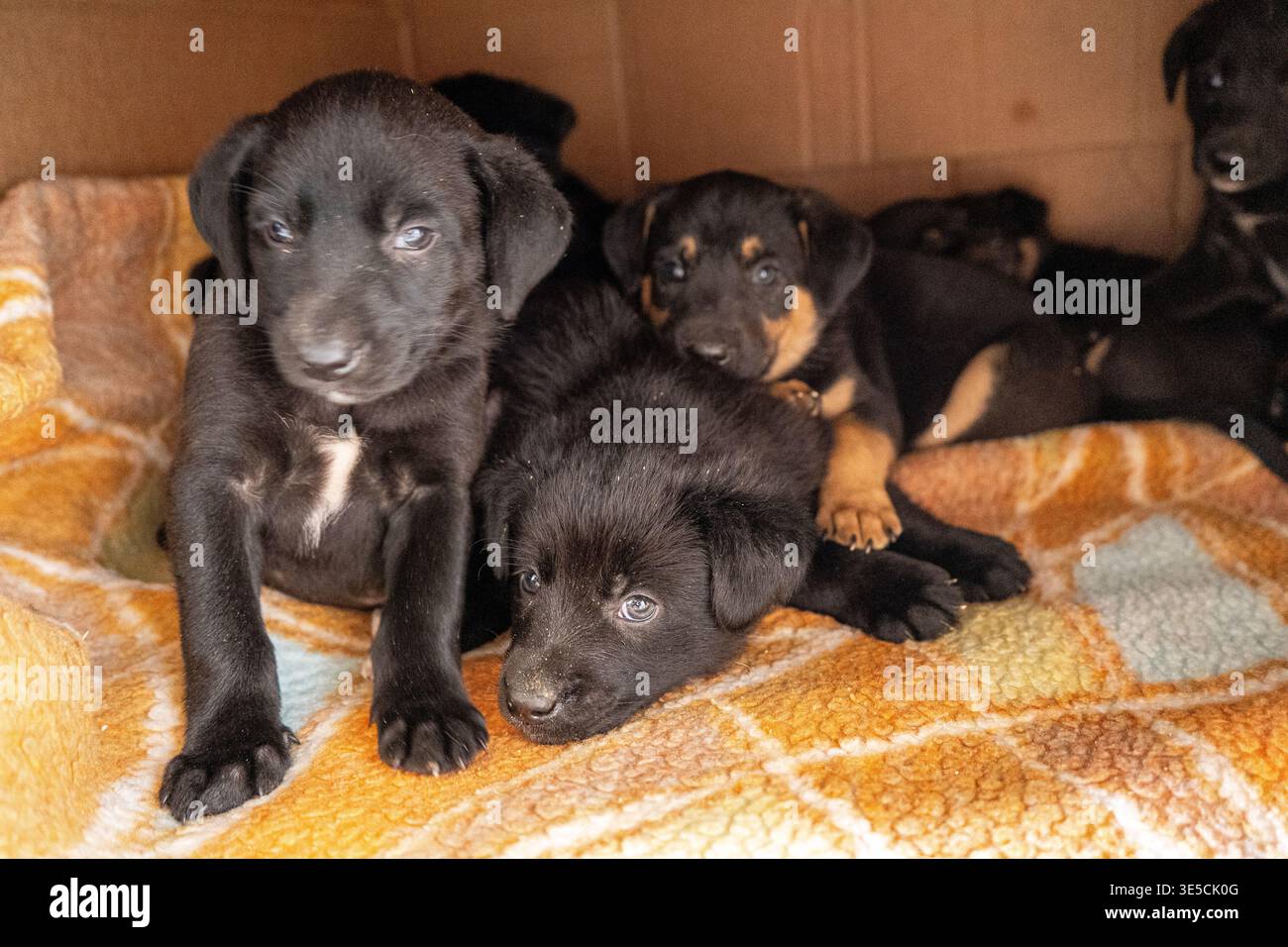 Cuccioli in scatola. Il cucciolo nero adotta un animale domestico. Foto Stock