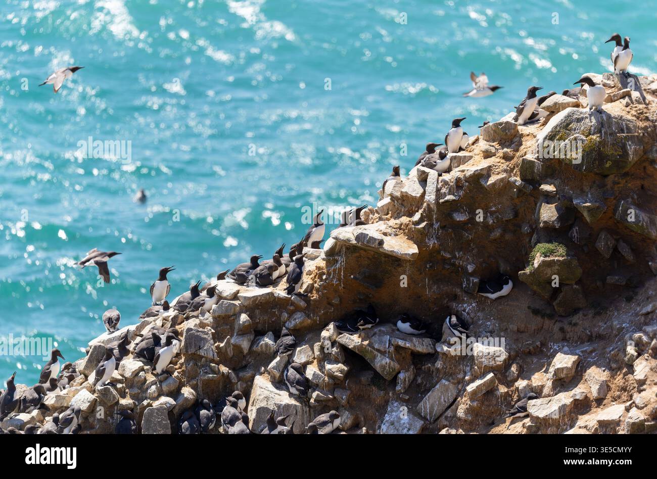 Gli uccelli marini di Guillemot 'Uria aalge' nidificano in una densa colonia riproduttiva sulla scogliera di Great Saltee Island lungo la costa atlantica. Irlanda Foto Stock