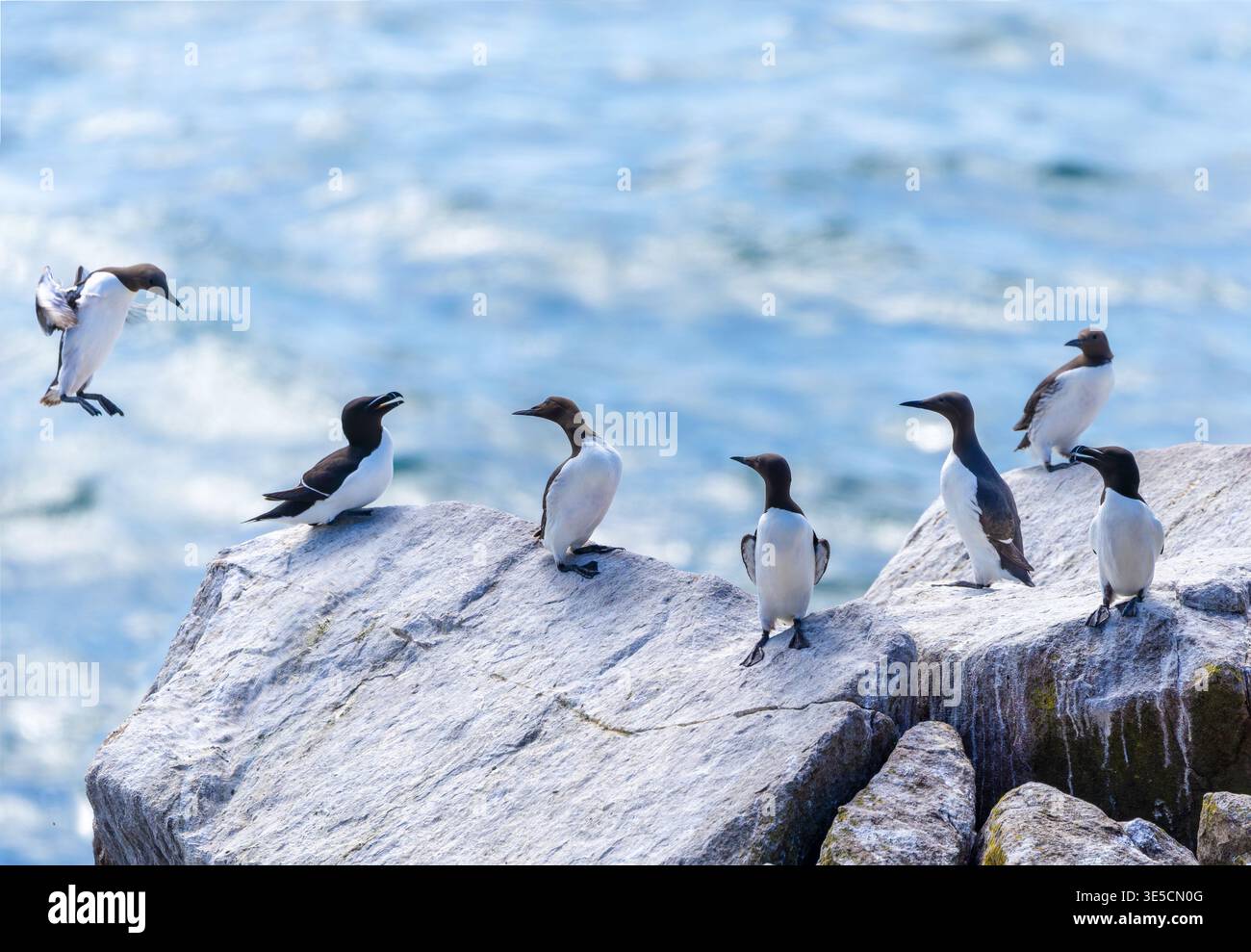 Un gruppo di uccelli marini di Guillemot e Razorbill si incontrano su una grande roccia lungo la costa atlantica alle Isole Saltee. Un uccello che vola verso l'atterraggio. Wild Auks. Irlanda Foto Stock