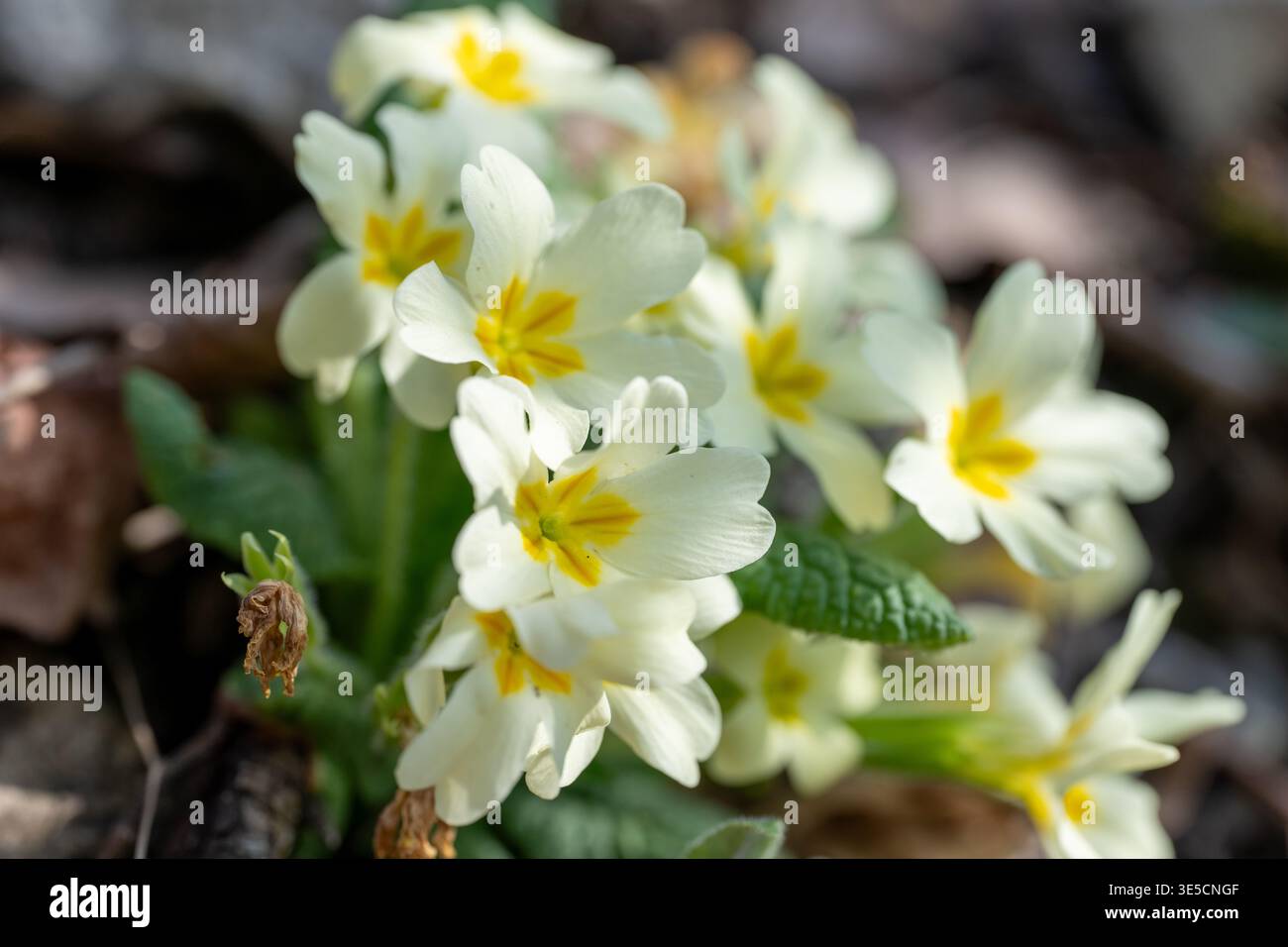 Un gruppo di delicate primrose bianche con centri gialli fioriscono alla luce solare opprimente di un terreno boschivo, segnalando l'arrivo della primavera e della Ren Foto Stock