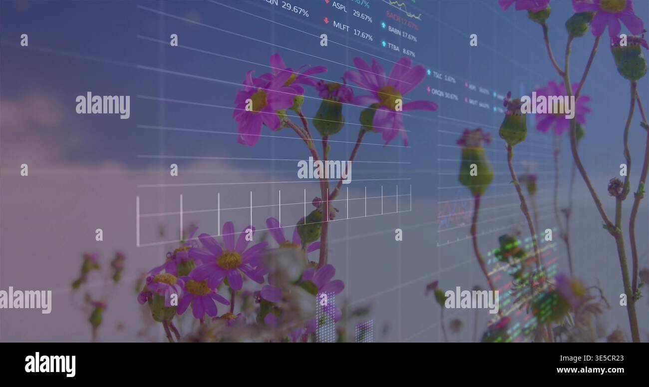 Visualizzazione di fiori selvatici magenta con centri gialli sovrapposti a carte digitali in prato, griglie Foto Stock
