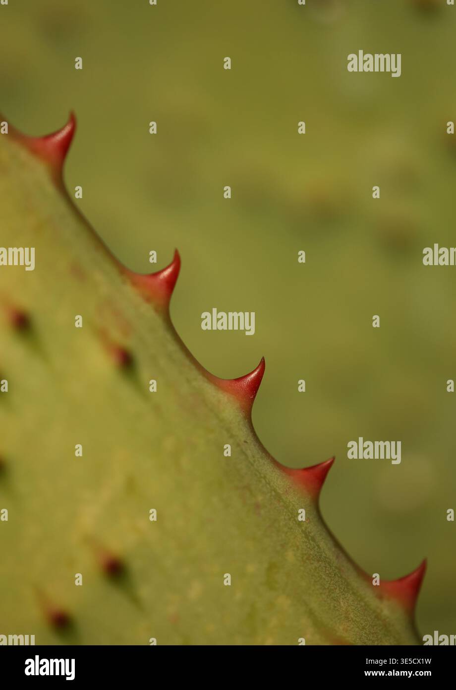 Aloe con spine rosse, dettaglio foglia Foto Stock