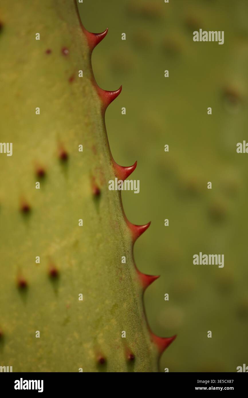 Aloe marlothii, dettaglio foglia. Foto Stock