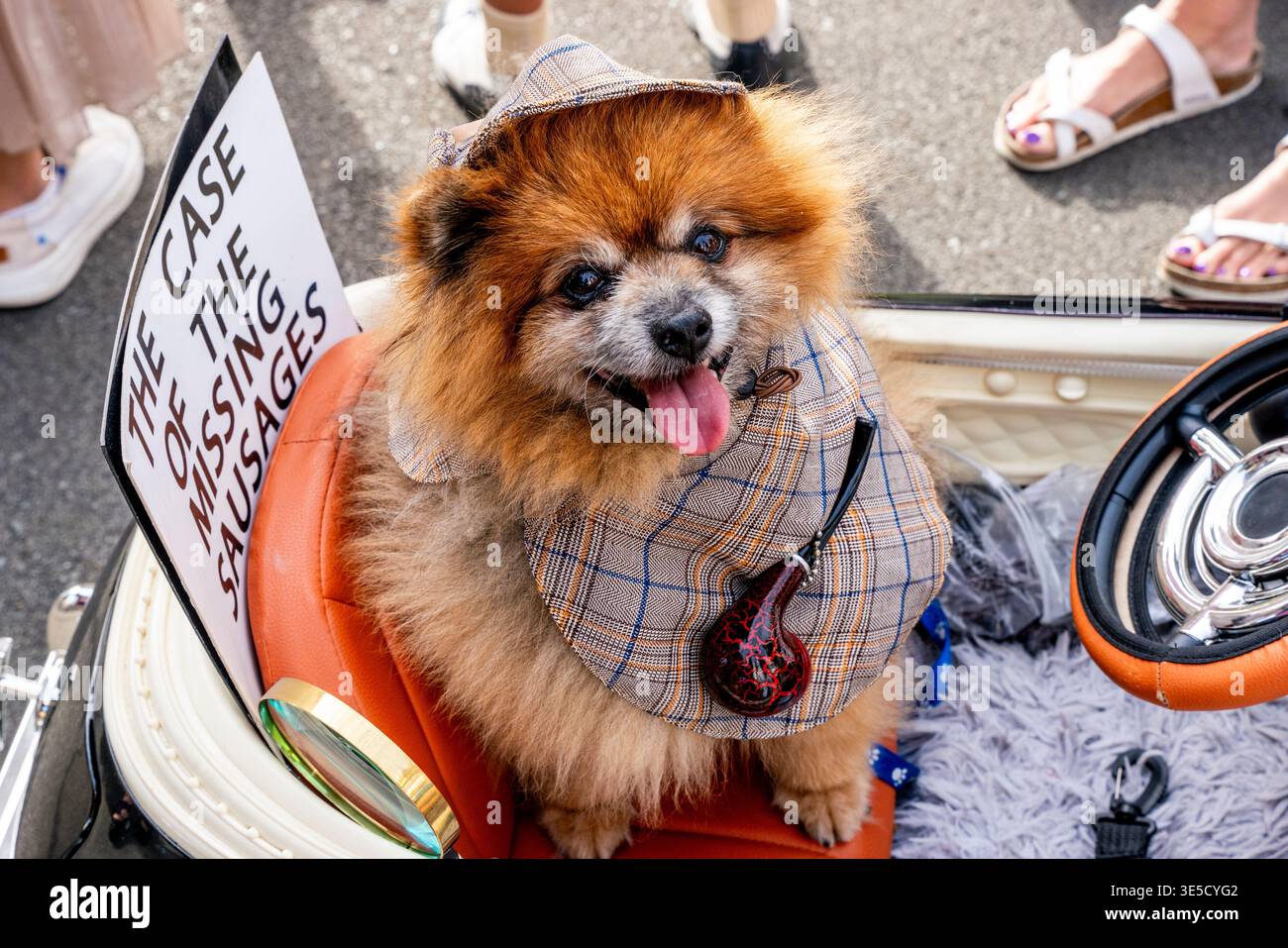 I cani che indossano abiti fantasiosi partecipano alla Annual Deco Dog Parade, al Napier Art Deco Festival, a Napier, a Hawke's Bay, nuova Zelanda Foto Stock