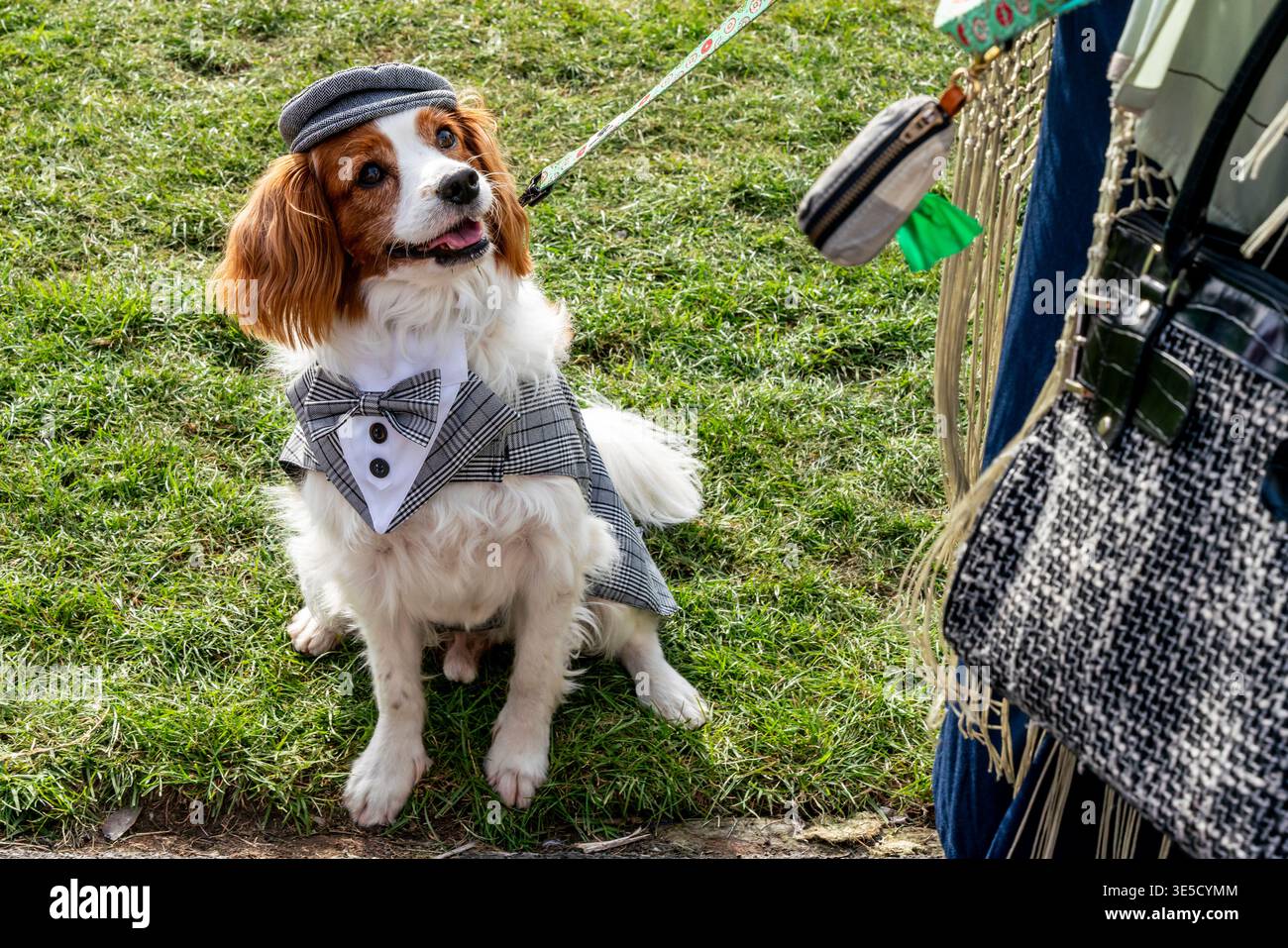 I cani che indossano abiti fantasiosi partecipano alla Annual Deco Dog Parade, al Napier Art Deco Festival, a Napier, a Hawke's Bay, nuova Zelanda Foto Stock