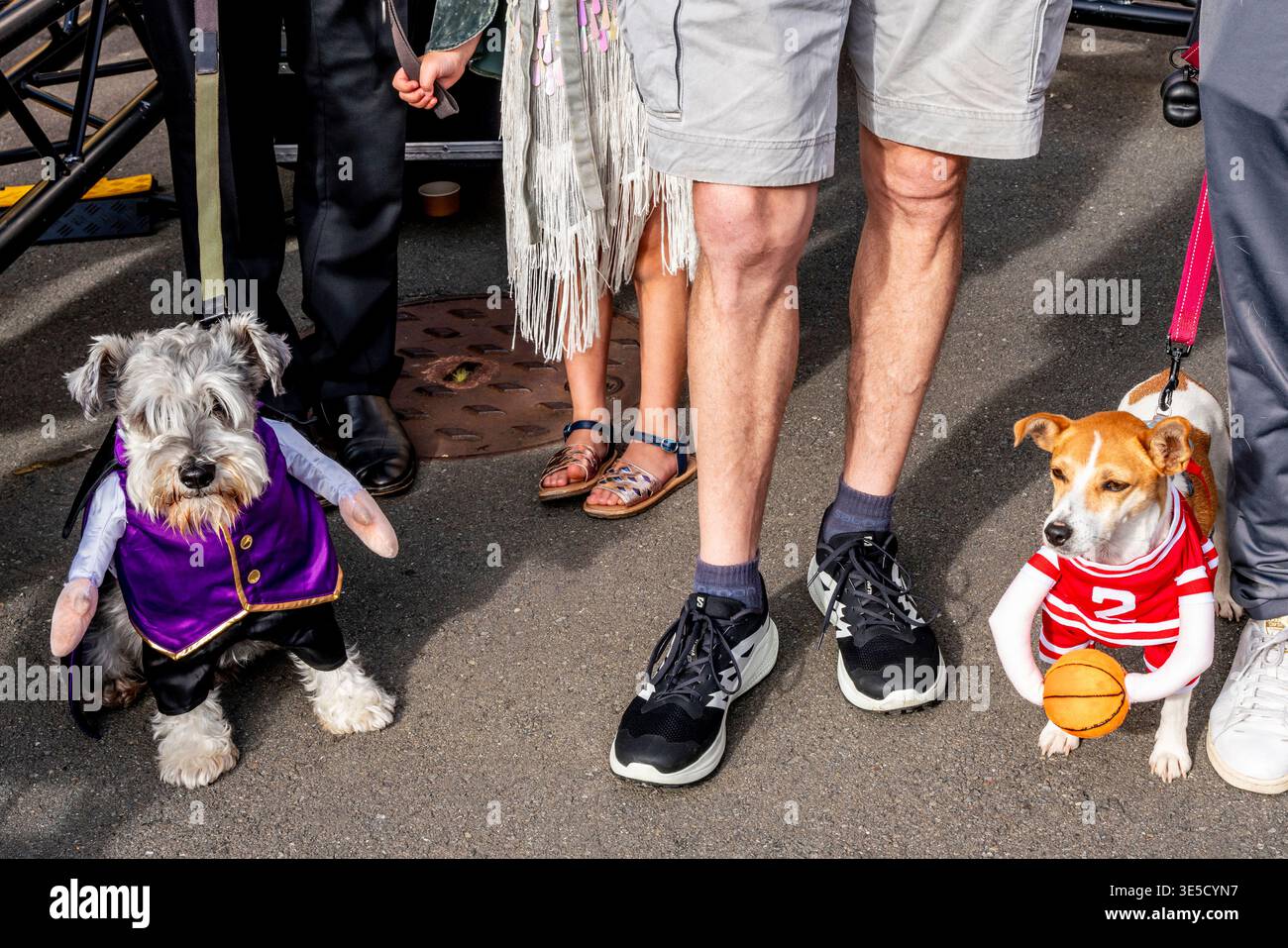 I cani che indossano abiti fantasiosi partecipano alla Annual Deco Dog Parade, al Napier Art Deco Festival, a Napier, a Hawke's Bay, nuova Zelanda Foto Stock