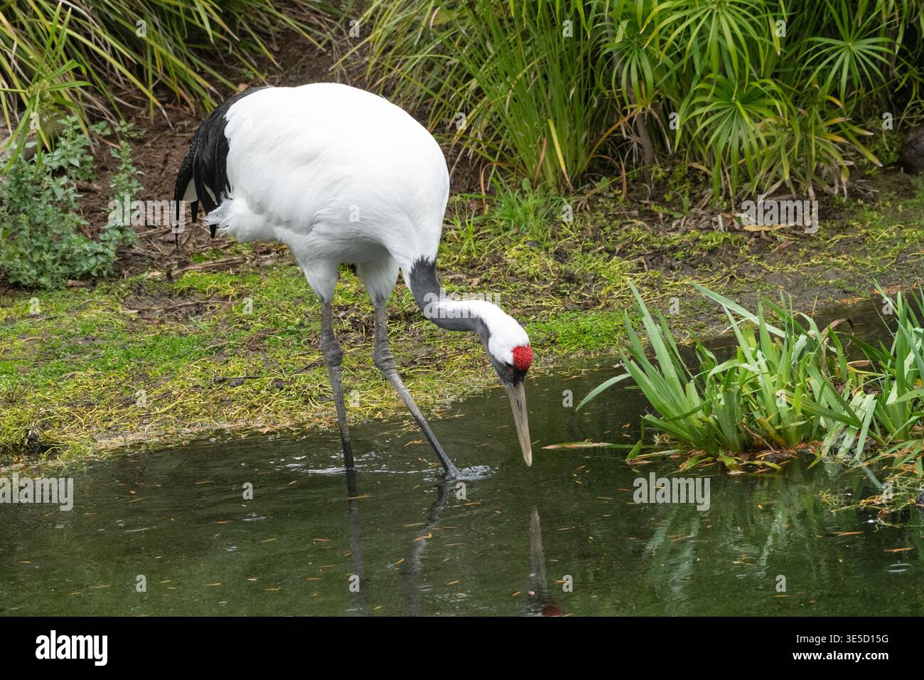 Asia; Giappone; fauna selvatica; uccelli; uccelli da guado; gru dalla corona rossa; Grus japonensis; alimentazione Foto Stock