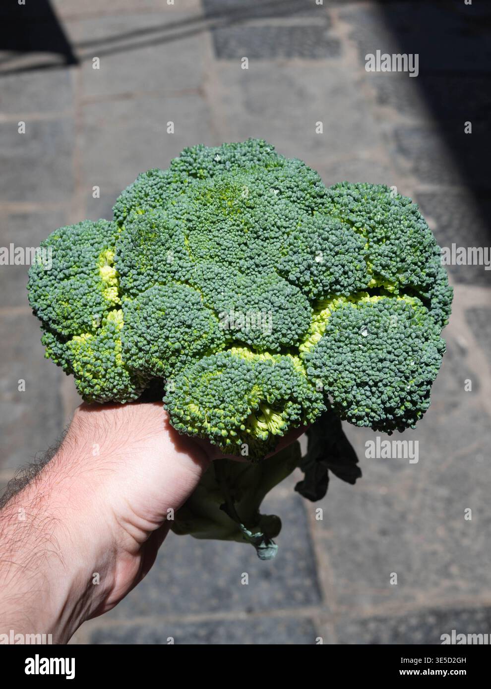 Un broccoli fresco e sano sotto la luce del sole è pronto per essere acquistato e cucinato. Foto Stock
