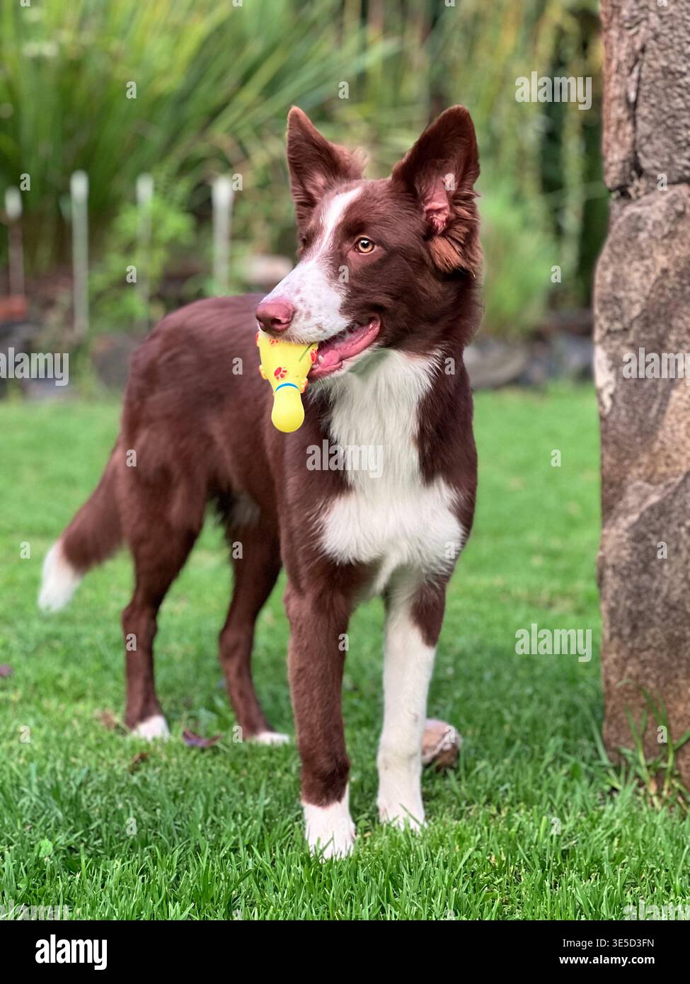 Brown e White Border Collie Puppy giocano in un Grassy Yard Foto Stock