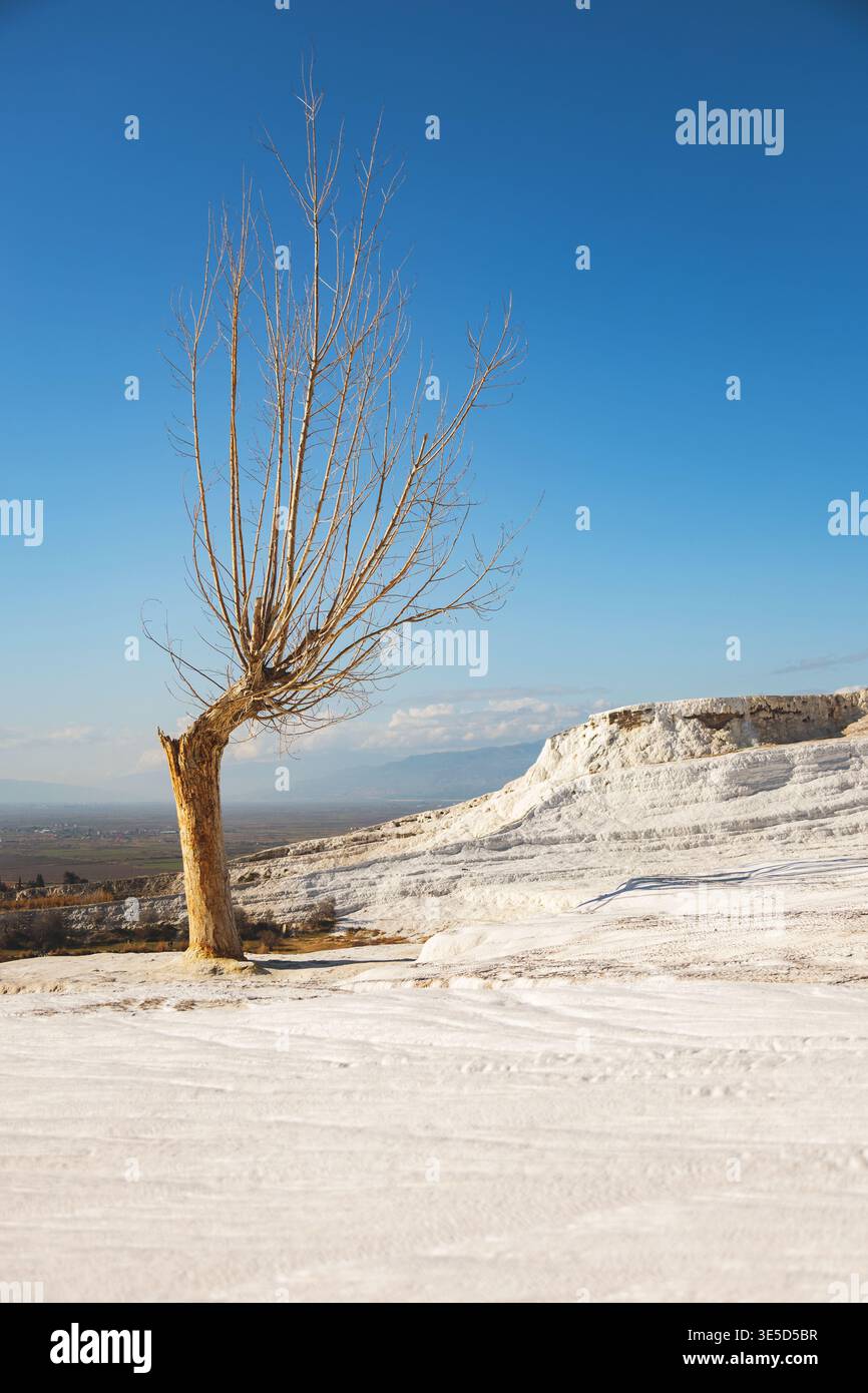 Un albero solitario si erge contro le ampie terrazze in travertino di Pamukkale, Turchia. Il contrasto sorprendente tra l'albero arido e il ricco minerale Foto Stock