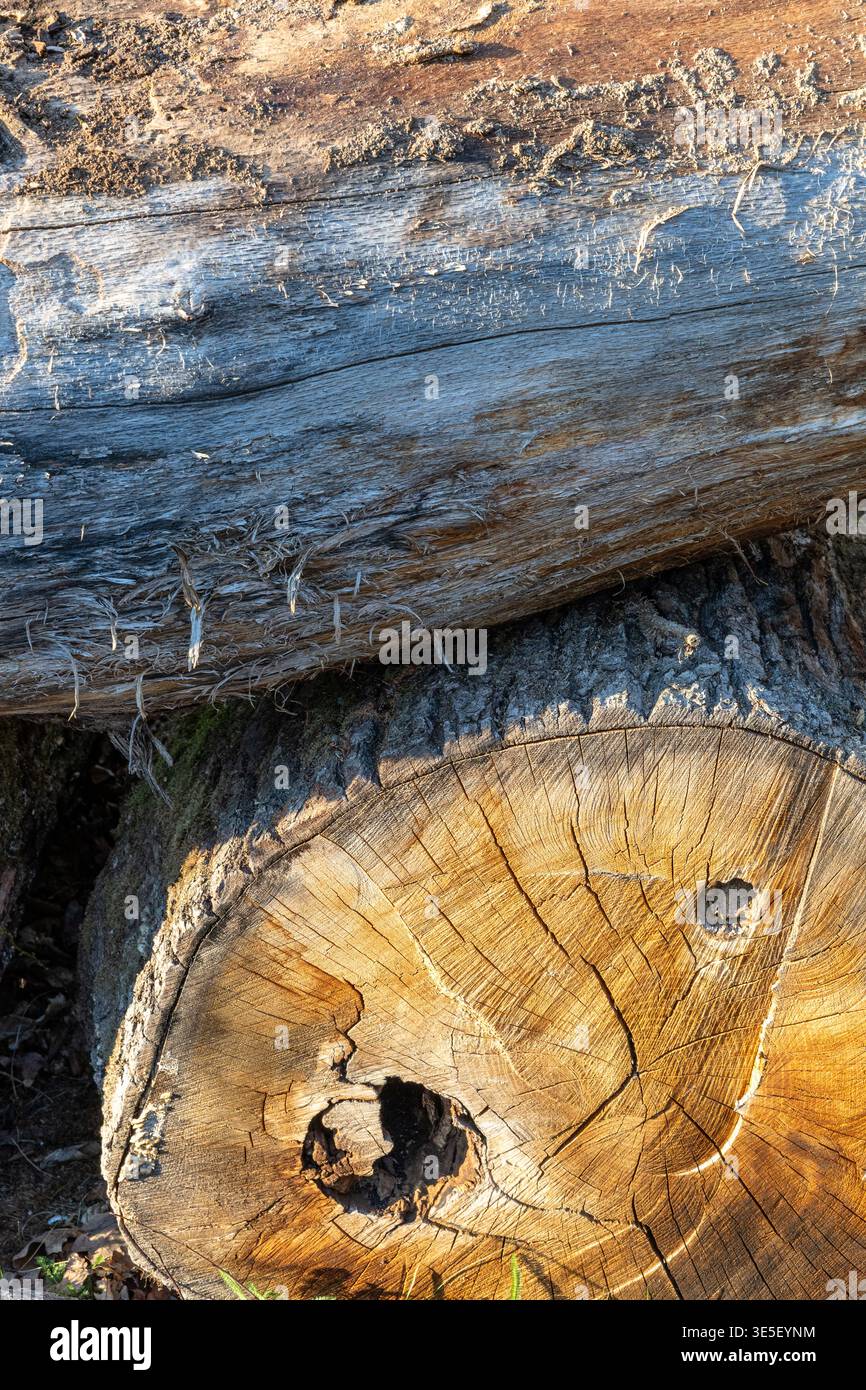 Vista ravvicinata della sezione trasversale di un tronco di albero con anelli visibili, grana di legno incrinata e consistenza della corteccia ruvida, tempo di trasporto, patte naturale Foto Stock