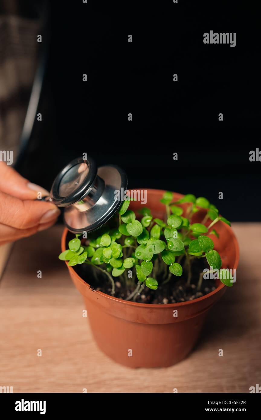 Monitorare attentamente la vitalità delle piante giovani. Esame delle piantine per i segni di buona salute Foto Stock