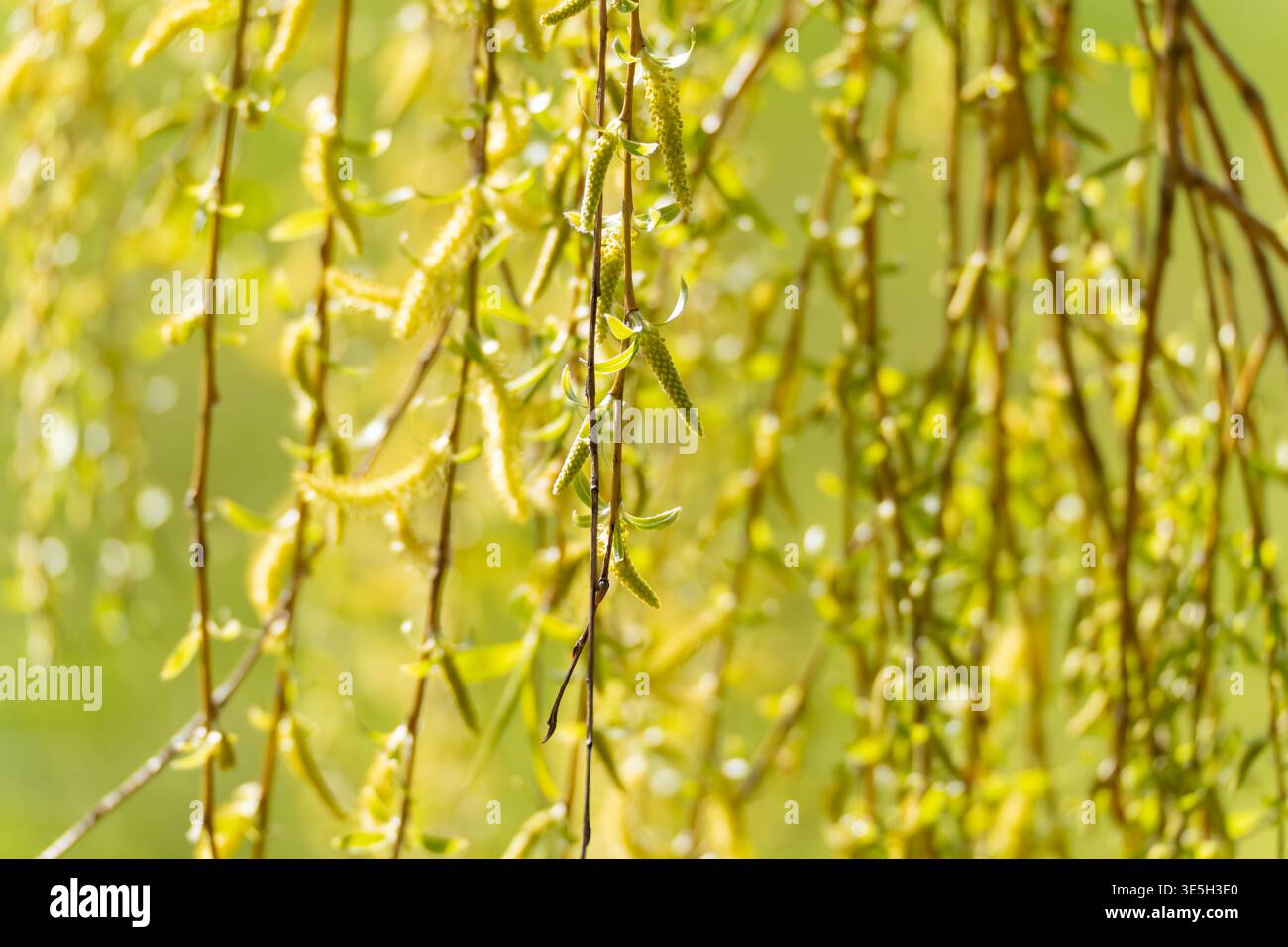 La luce soffusa del sole illumina i rami di salice in erba. I piccoli catkins verdi si sgretolano, brillando con la rugiada mattutina. Le foglie gialle vibranti oscillano delicatamente negli spri Foto Stock