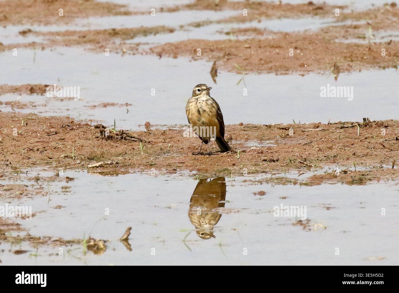 American Pipit al Riparian Reserve al Water Ranch, Gilbert Foto Stock