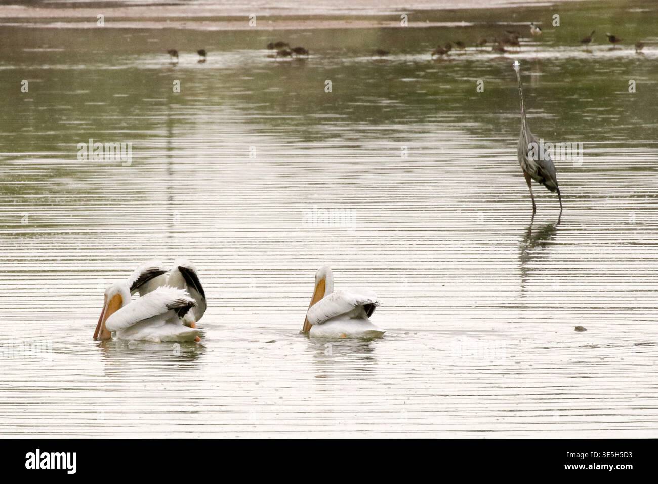 American White Pelicans & Great Blue Heron Riparian Reserve al Water Ranch di Gilbert Foto Stock