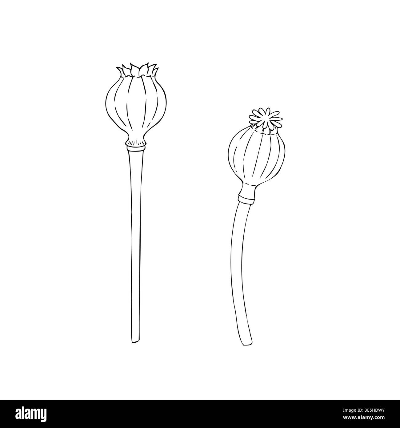 Teste di papavero secche vettoriali, illustrazione grafica disegnata a mano isolata. natale botanico, inverno e clipart di nozze. Per designer, inviti Illustrazione Vettoriale