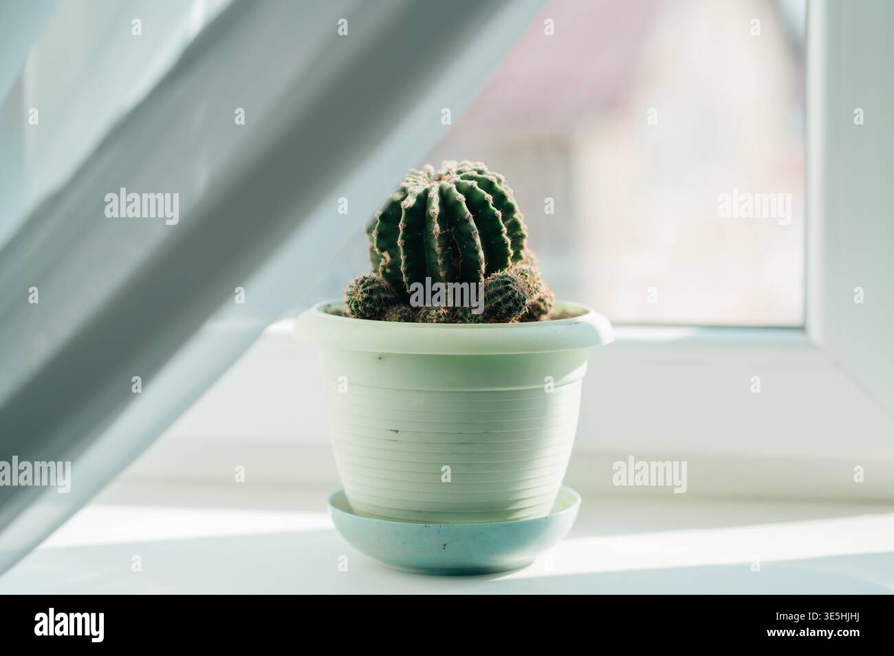 Verde succulento in un ambiente accogliente. La pianta pacifica con la finestra luminosa migliora l'atmosfera rilassante Foto Stock