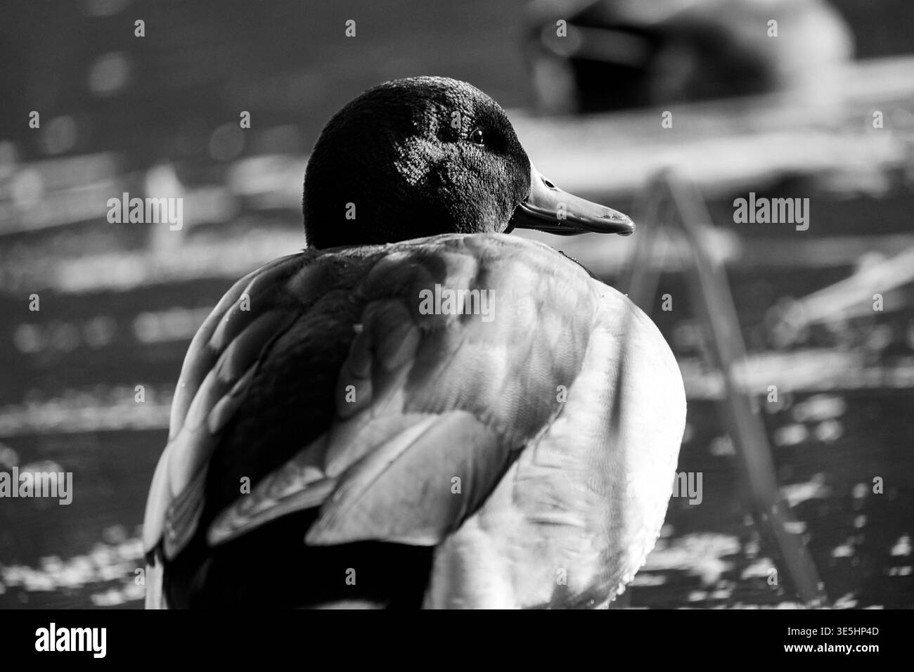 Primo piano bianco e nero di un'anatra Foto Stock
