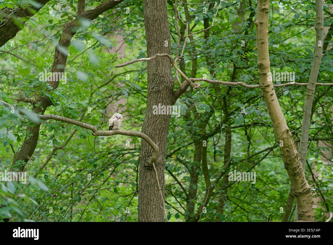 Un gufo poggia su un ramo d'albero in una foresta verde piena di foglie e luce solare. La scena è vivace con la natura e gli alberi. Foto Stock