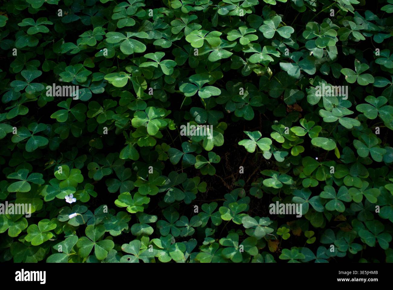 Trifoglio di Redwood sorel nella Arcata Community Forest Foto Stock