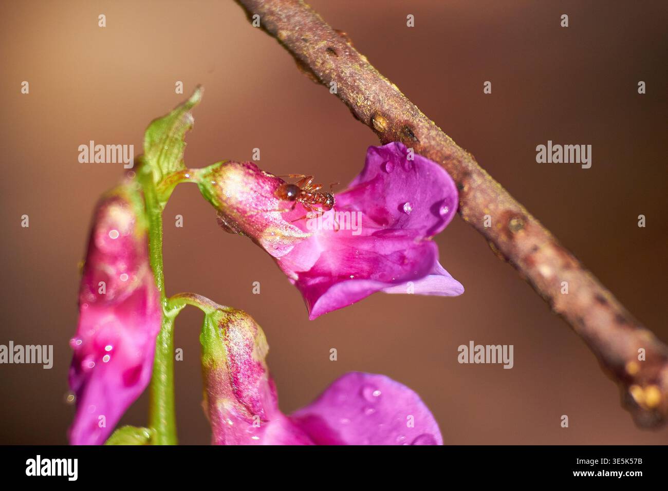 Formica rossa su un vivace fiore viola con gocce di rugiada. Lo stelo verde e il ramo marrone sfocato aggiungono dettagli naturali Foto Stock