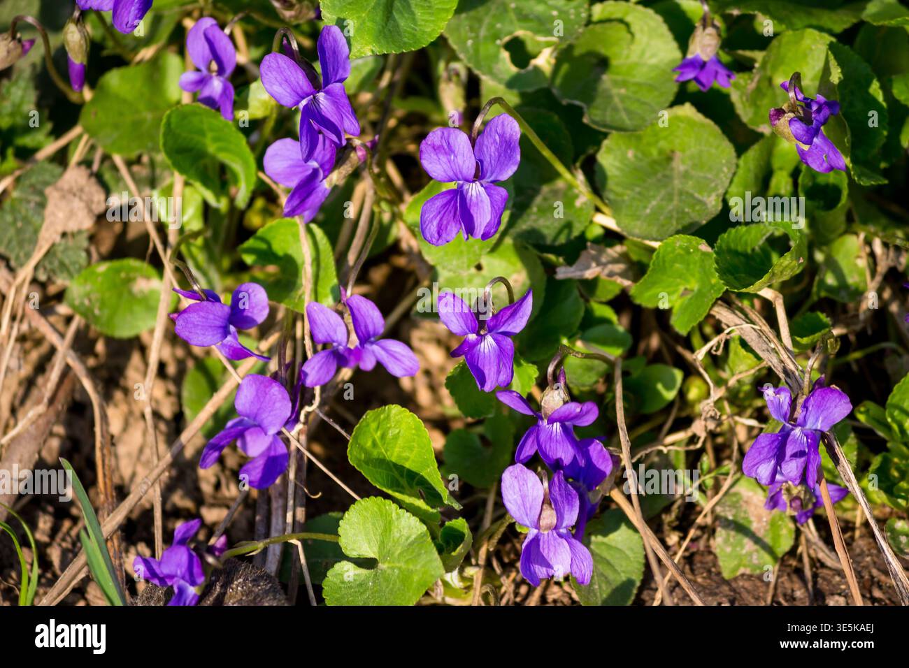 Vibranti violette viola (Viola odorata) fioriscono tra un verde lussureggiante fogliame e un terreno marrone terroso in questo luminoso ambiente naturale Foto Stock