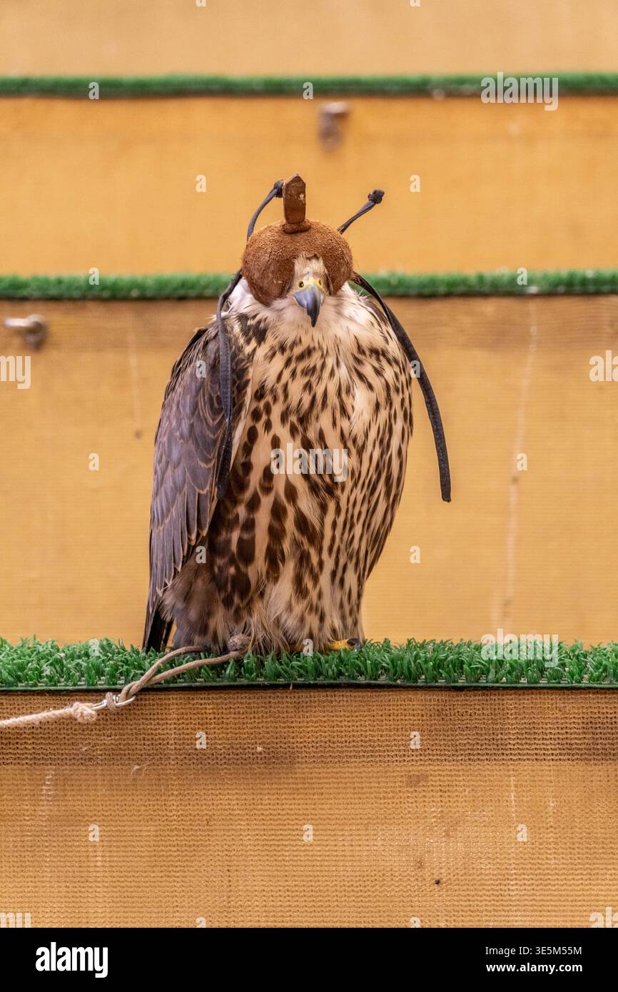 Falcon con con cappuccio tradizionale e pelle al mercato di Doha in Qatar, che incarna il patrimonio della falconeria araba nel mezzo della cultura commerciale locale. Foto Stock