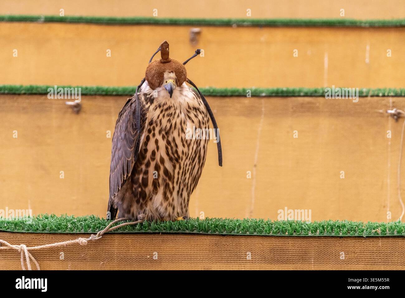 Falcon con con cappuccio tradizionale e pelle al mercato di Doha in Qatar, che incarna il patrimonio della falconeria araba nel mezzo della cultura commerciale locale. Foto Stock