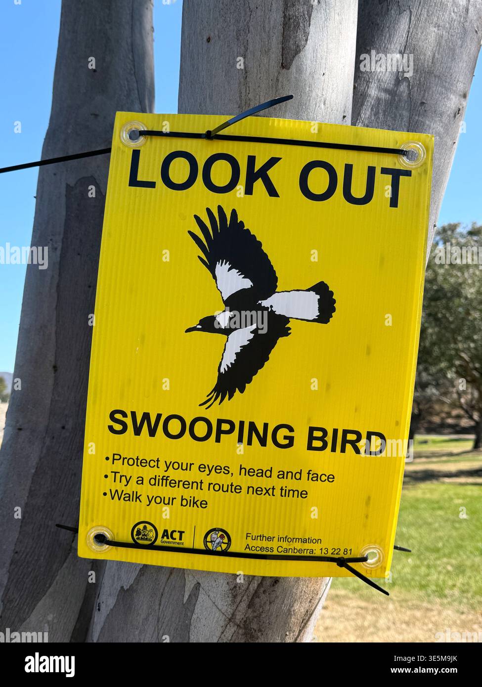 Un tipico segnale di avvertimento giallo su uccelli, corvi, magpie durante la stagione riproduttiva. In un parco, spazio verde a Canberra, Australia. Foto Stock