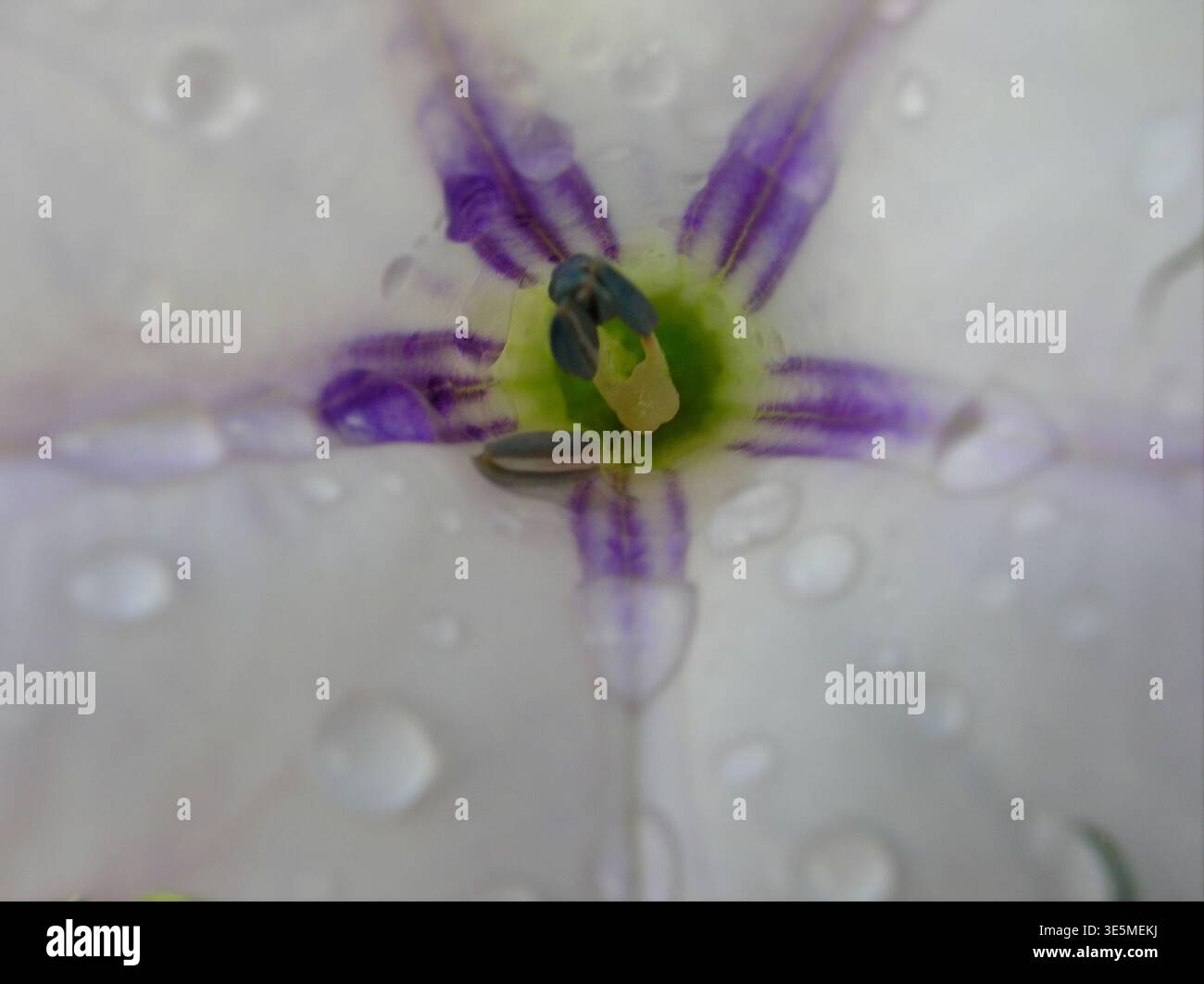 Macro estrema di un fiore bianco con strisce viola e gocce d'acqua. Foto Stock