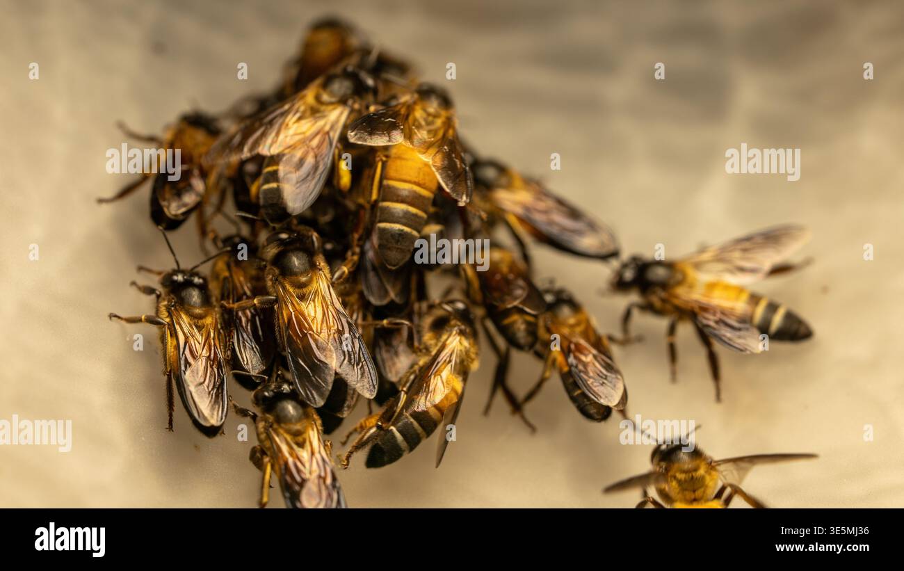 Gruppo di api alla ricerca del concetto di luminosità per speranza e guida Foto Stock