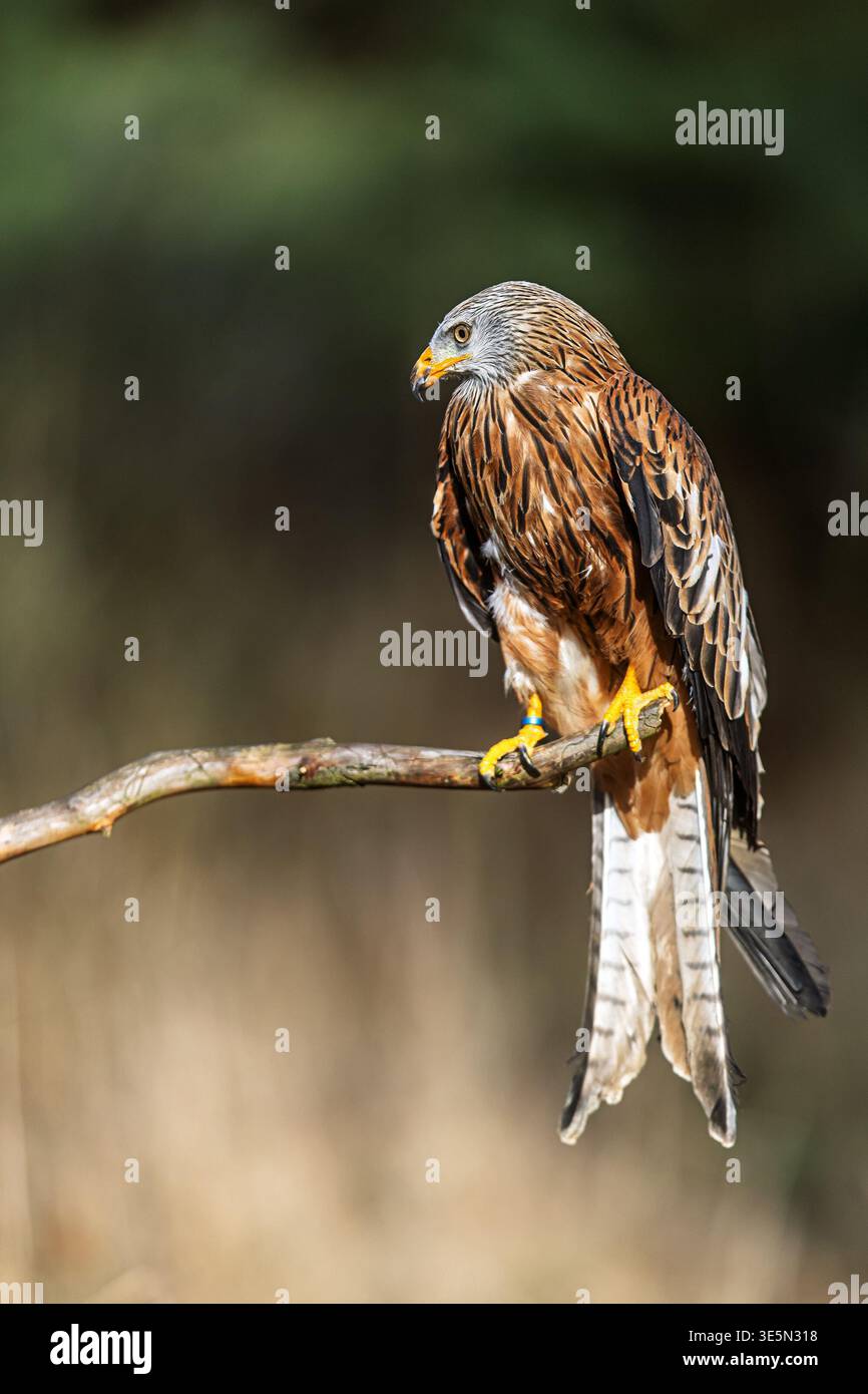 Un aquilone rosso, Milvus milvus, è arroccato su un ramo sottile alla luce del sole, mostrando un ricco piumaggio e una lunga coda. Foto Stock