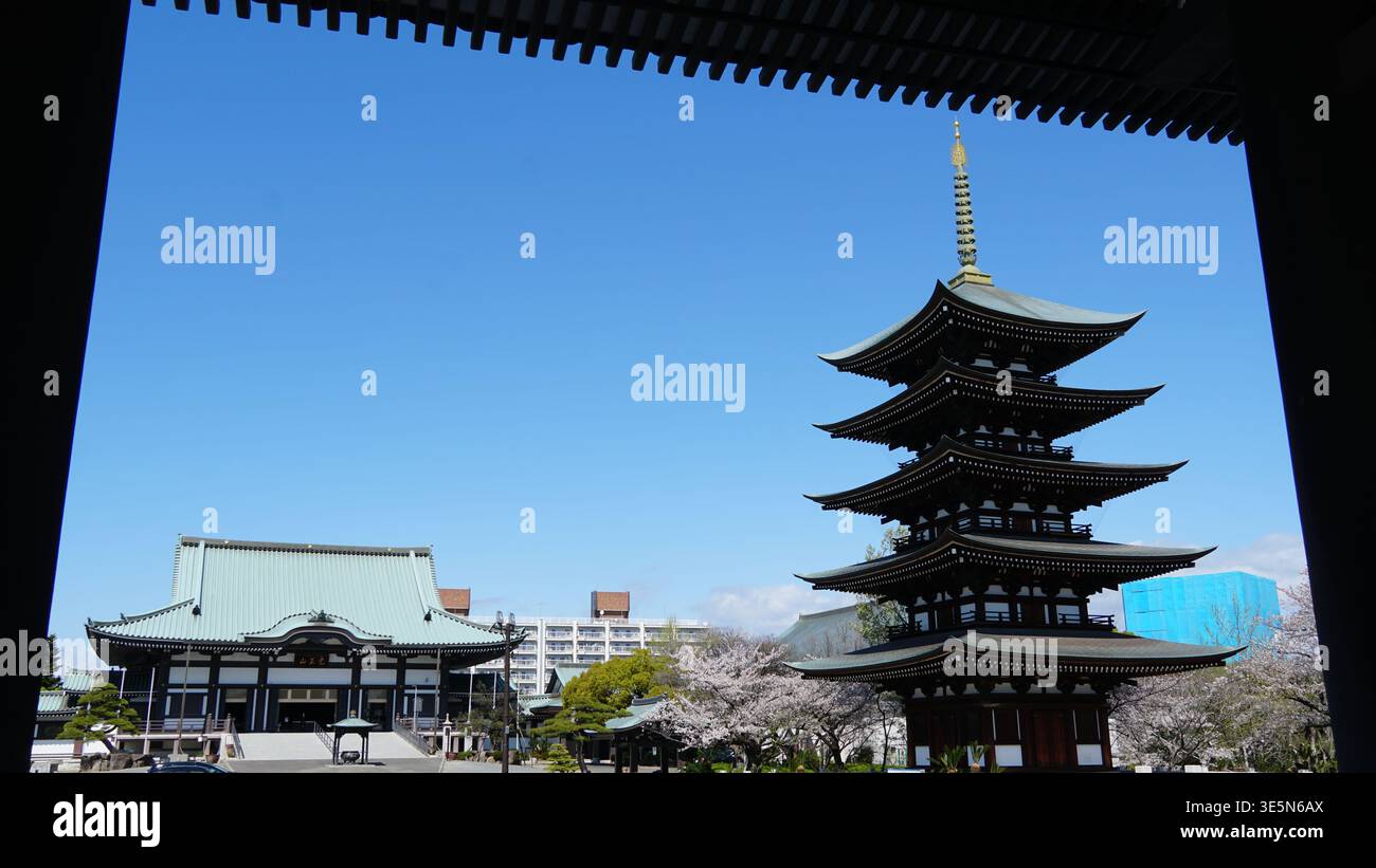 Sorgente sacra: Pagoda a cinque piani e fiori di ciliegio a Nittai-ji Foto Stock