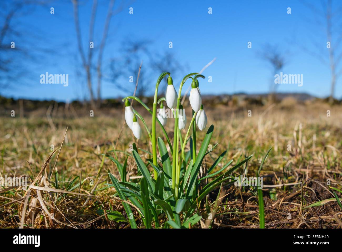 Gocce di neve in fiore in un giardino Foto Stock