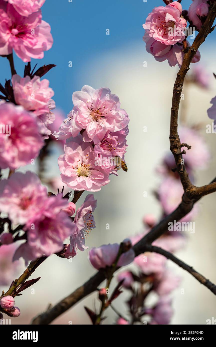 Pechino, Cina - 1° aprile 2026: Primo piano di splendidi fiori di crabmele rosa e foglie verdi su un ramo contro un cielo azzurro. Foto Stock