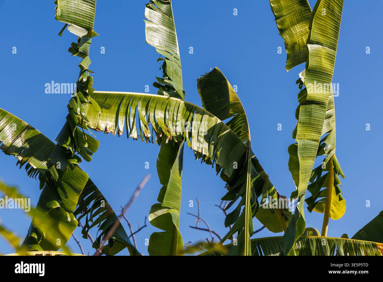 Una vivace fotografia dall'alto verso l'alto con angolazione bassa di alte palme tropicali, fotografata contro un cielo azzurro brillante in una calda giornata di sole Foto Stock
