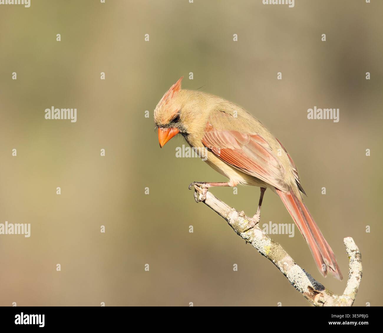 Cardinale del Nord (Cardinalis cardinalis) in primavera plumage sul ramo. Sottili piume abbronzanti con dettagli rossi. Missouri centrale, Stati Uniti. Foto Stock
